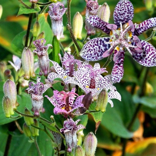 Tricyrtis formosa 'Dark Beauty' - Taivani kõreliilia 'Dark Beauty' P11/0,75L